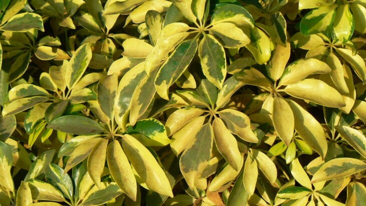 Hawaiian Umbrella - Schefflera arboricola