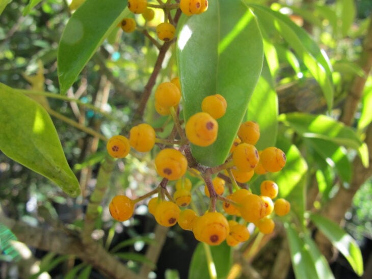 Hawaiian Umbrella - Schefflera arboricola