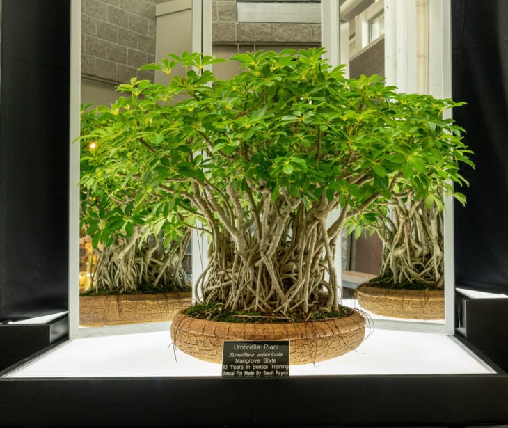 Hawaiian Umbrella - Schefflera arboricola - Bonsai