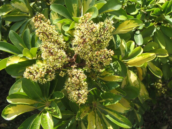 Hawaiian Umbrella - Schefflera arboricola
