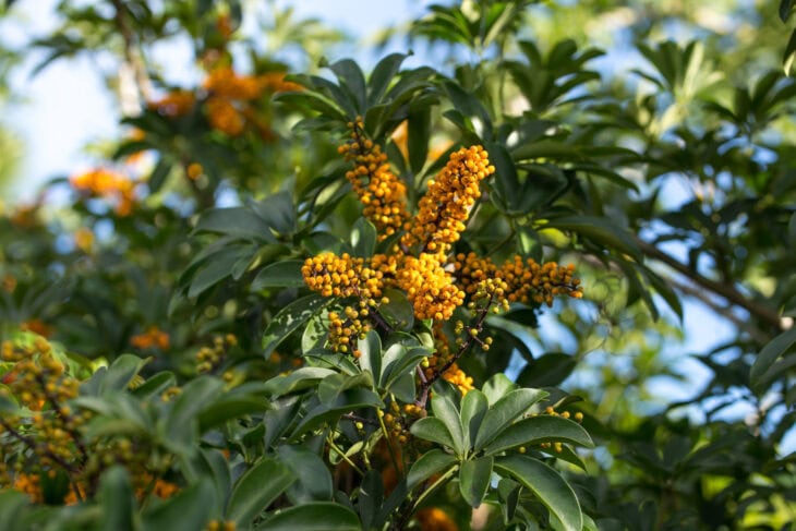 Hawaiian Umbrella - Schefflera arboricola