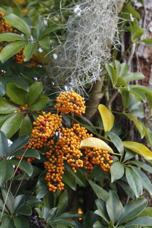 Hawaiian Umbrella - Schefflera arboricola