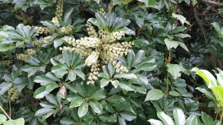 Hawaiian Umbrella - Schefflera arboricola