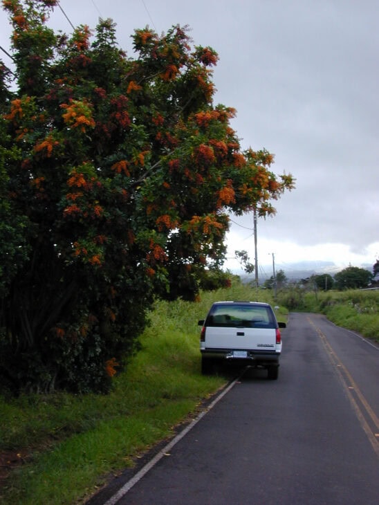 Hawaiian Umbrella - Schefflera arboricola