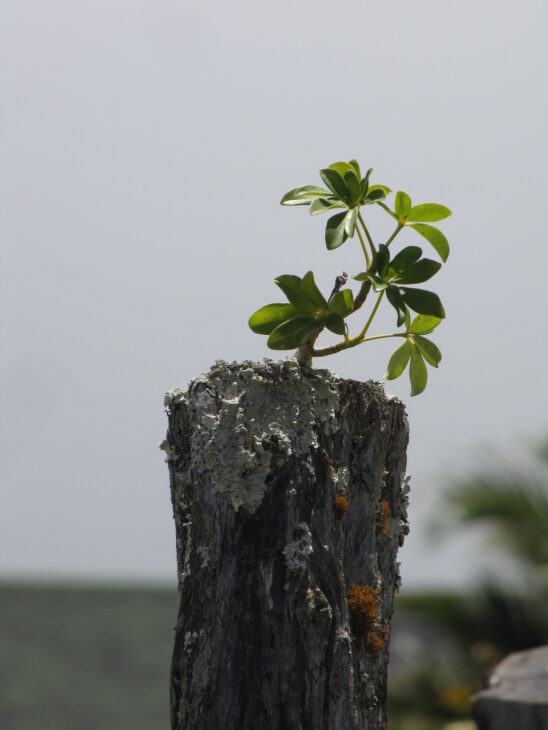 Hawaiian Umbrella - Schefflera arboricola
