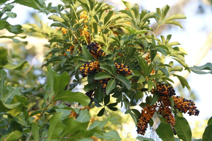 Hawaiian Umbrella - Schefflera arboricola
