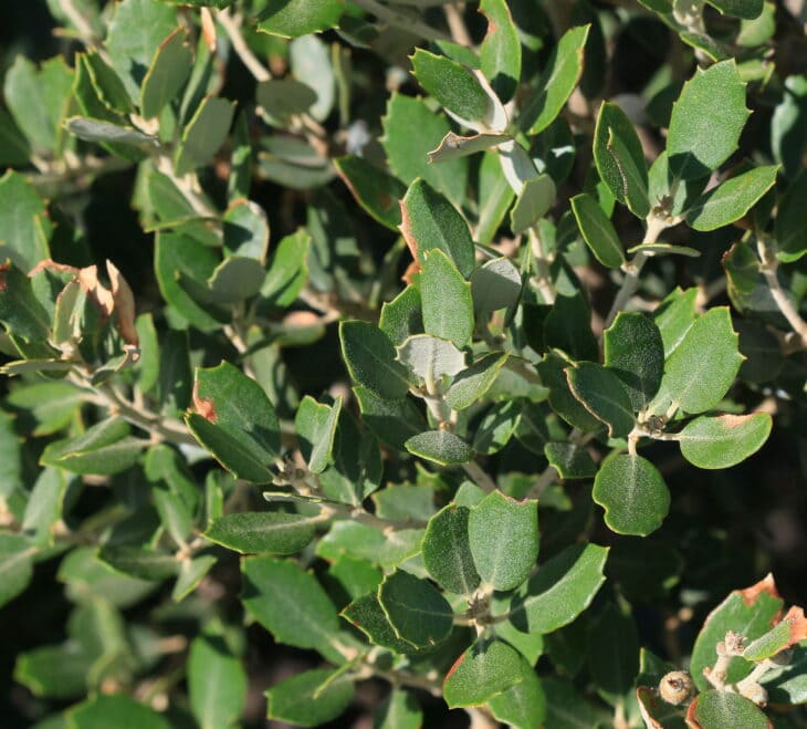 Holm Oak - Quercus ilex