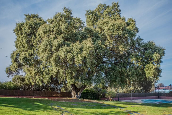 Holm Oak - Quercus ilex