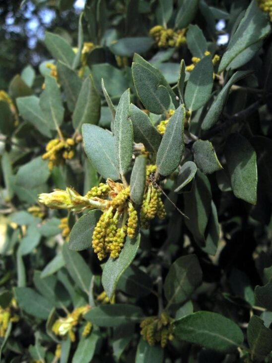 Holm Oak - Quercus ilex