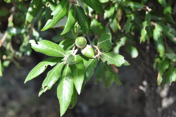Holm Oak - Quercus ilex