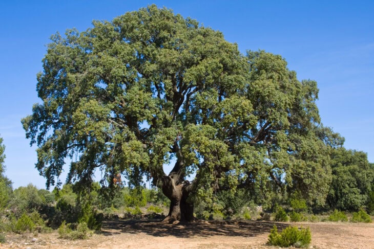 Holm Oak - Quercus ilex