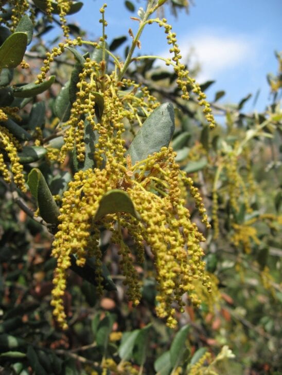 Holm Oak - Quercus ilex