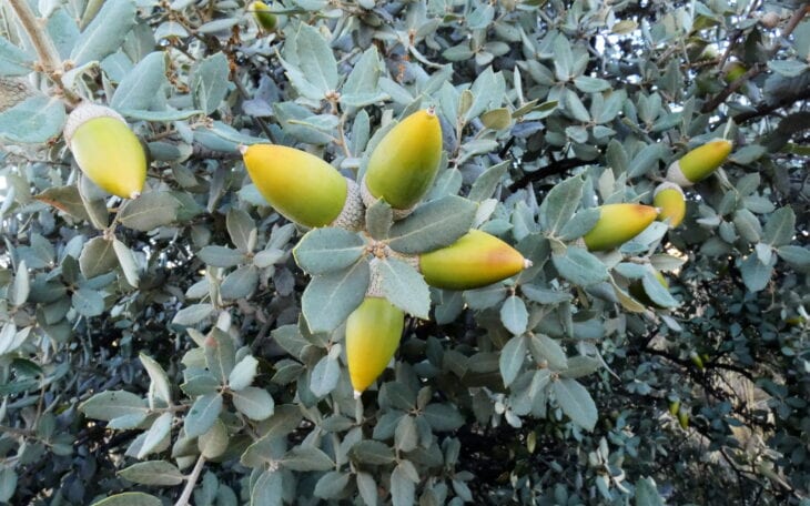 Holm Oak - Quercus ilex