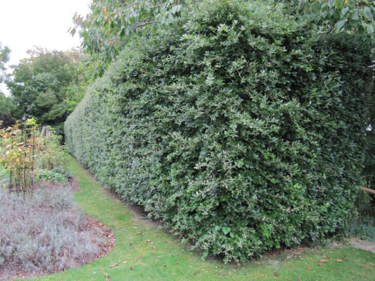 Holm Oak - Quercus ilex