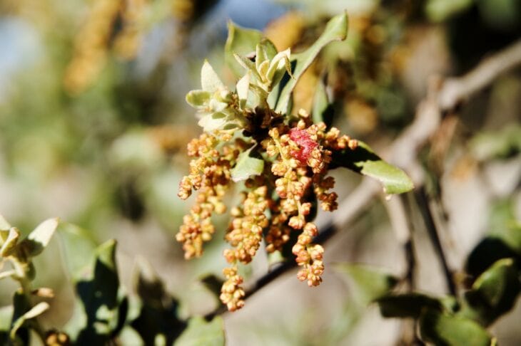 Holm Oak - Quercus ilex
