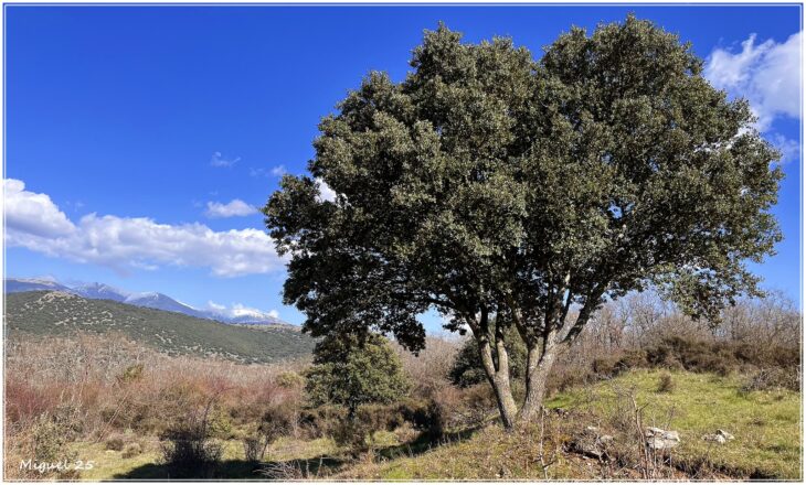Holm Oak - Quercus ilex