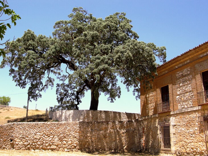 Holm Oak - Quercus ilex