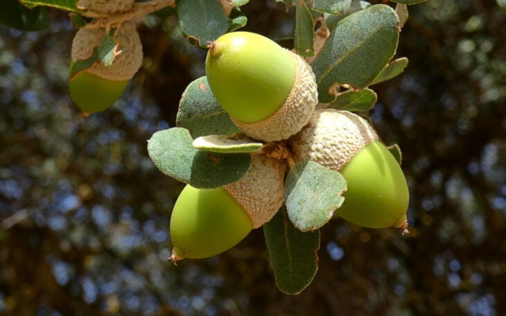 Holm Oak - Quercus ilex