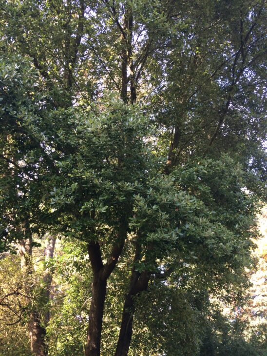 Holm Oak - Quercus ilex