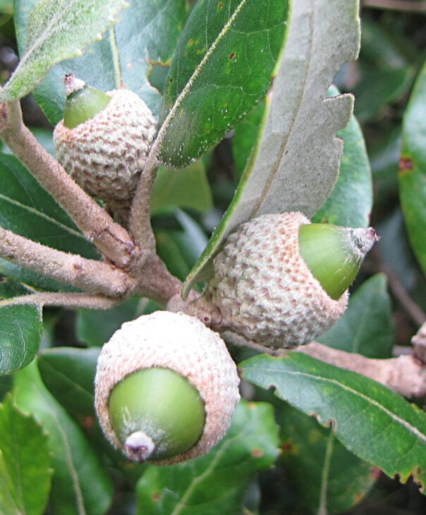 Holm Oak - Quercus ilex