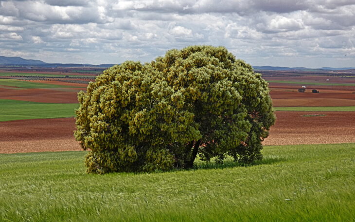 Holm Oak - Quercus ilex