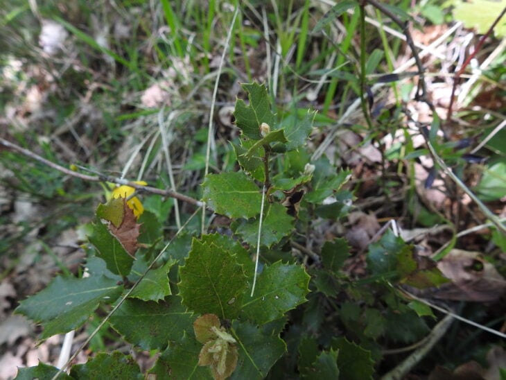 Holm Oak - Quercus ilex