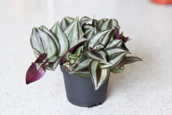 Inch Plant - Tradescantia zebrina