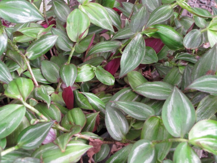 Inch Plant - Tradescantia zebrina