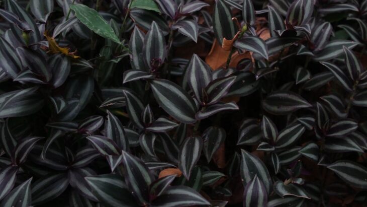 Inch Plant - Tradescantia zebrina