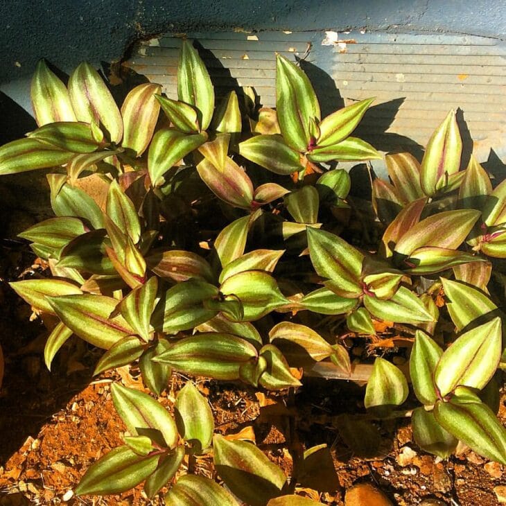 Inch Plant - Tradescantia zebrina