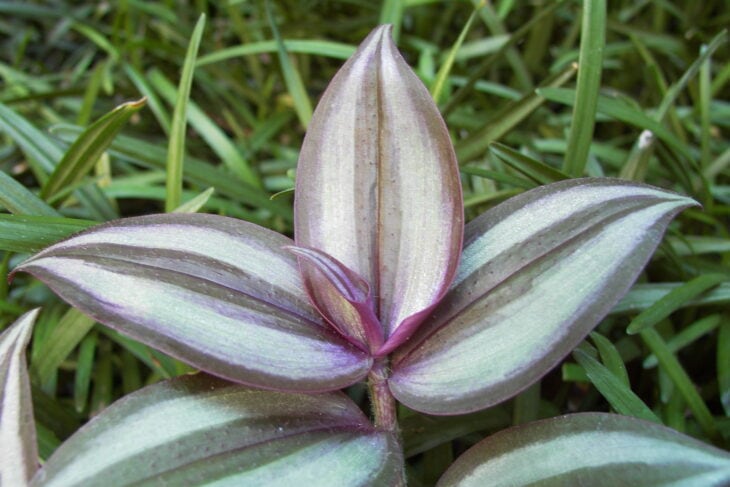 Inch Plant - Tradescantia zebrina