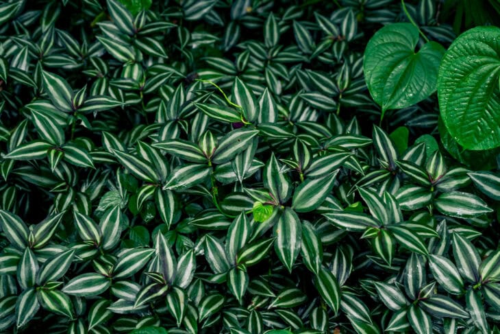 Inch Plant - Tradescantia zebrina