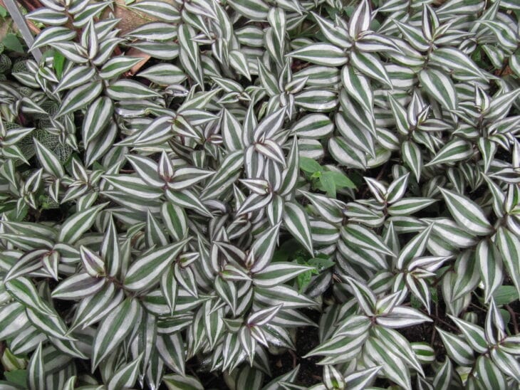 Inch Plant - Tradescantia zebrina