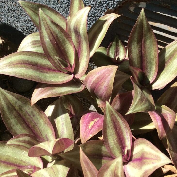 Inch Plant - Tradescantia zebrina