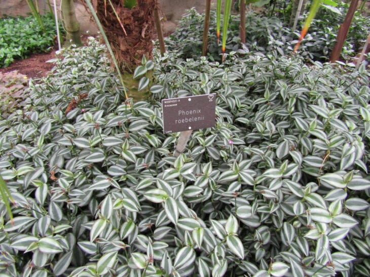 Inch Plant - Tradescantia zebrina