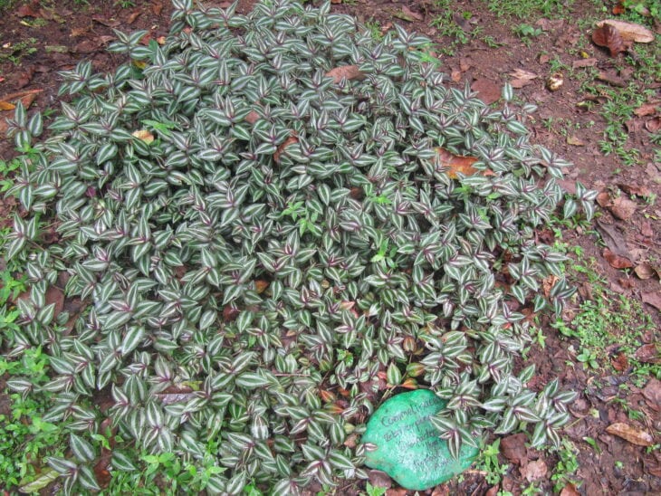 Inch Plant - Tradescantia zebrina
