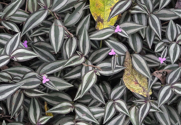 Inch Plant - Tradescantia zebrina