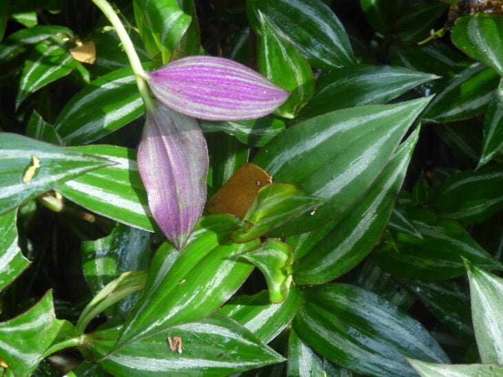 Inch Plant - Tradescantia zebrina