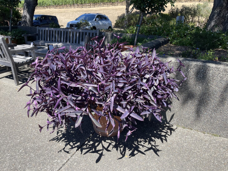 Inch Plant - Tradescantia zebrina