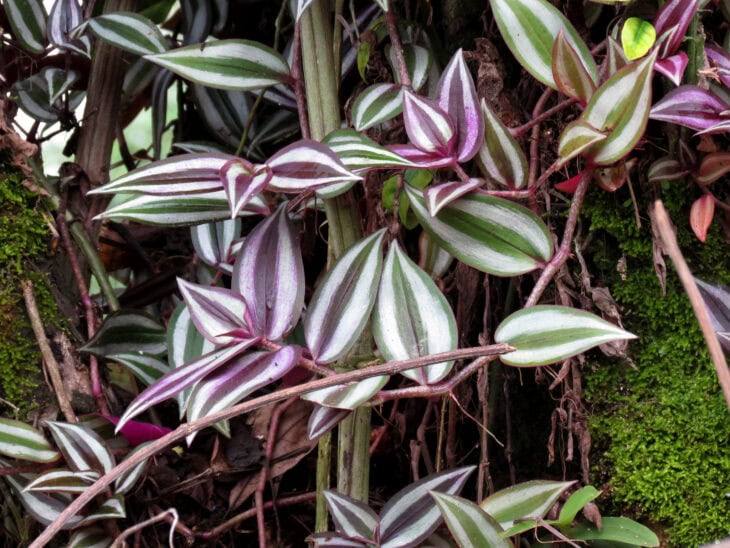 Inch Plant - Tradescantia zebrina