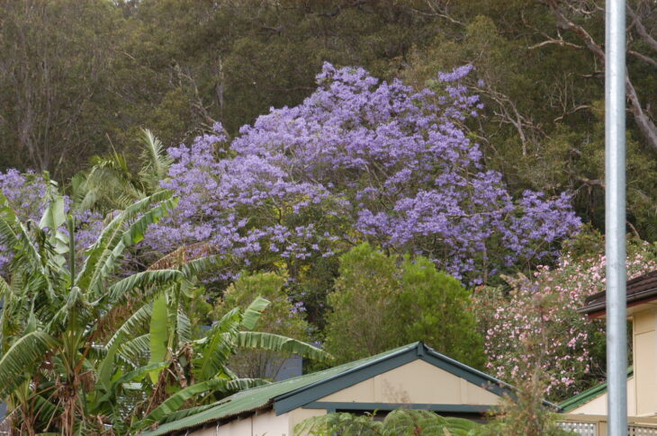 Jacaranda - Jacaranda mimosifolia