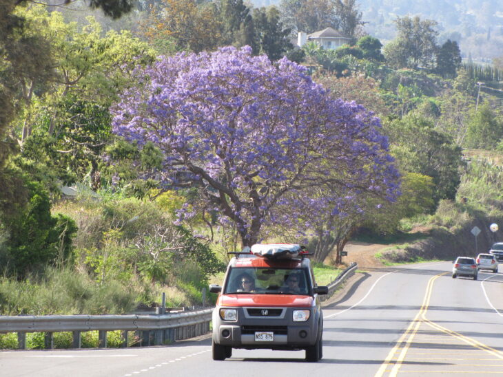 Jacaranda - Jacaranda mimosifolia