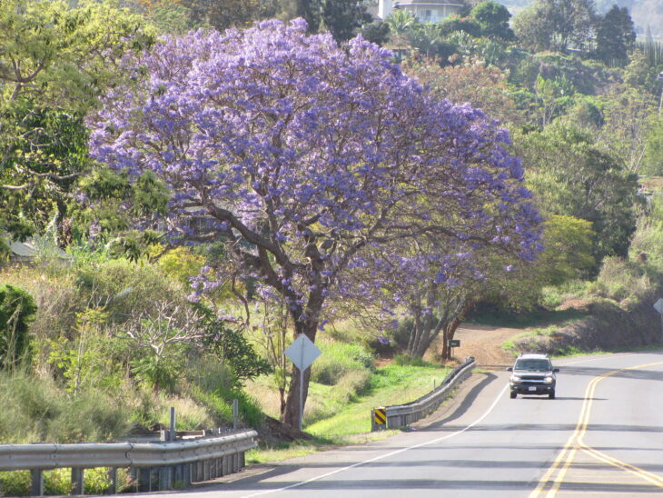 Jacaranda - Jacaranda mimosifolia