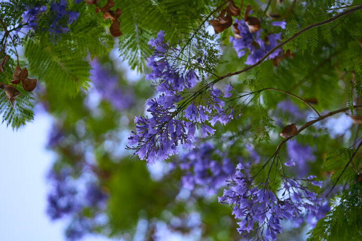 Jacaranda - Jacaranda mimosifolia