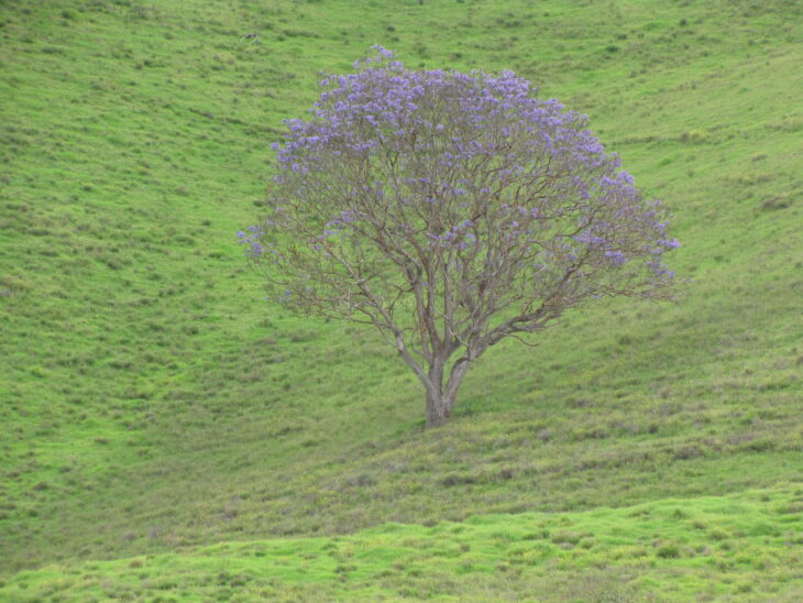 Jacaranda - Jacaranda mimosifolia