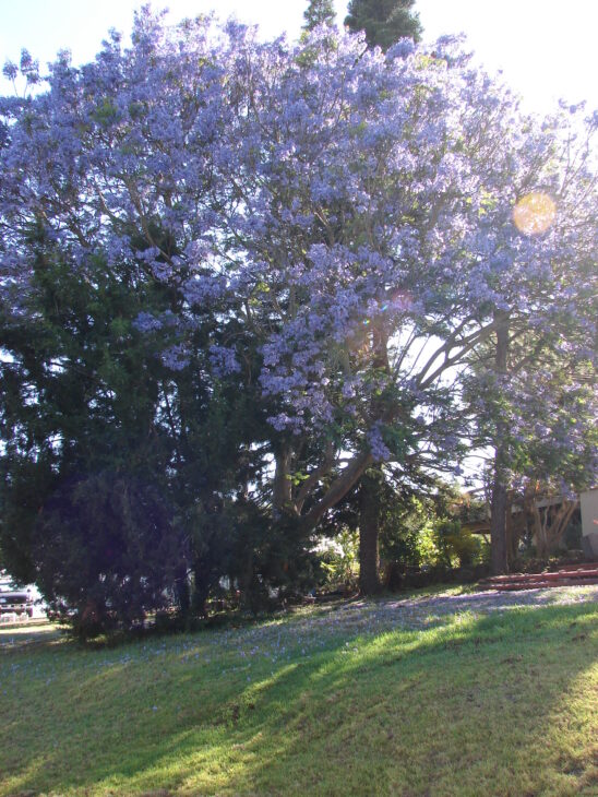 Jacaranda - Jacaranda mimosifolia