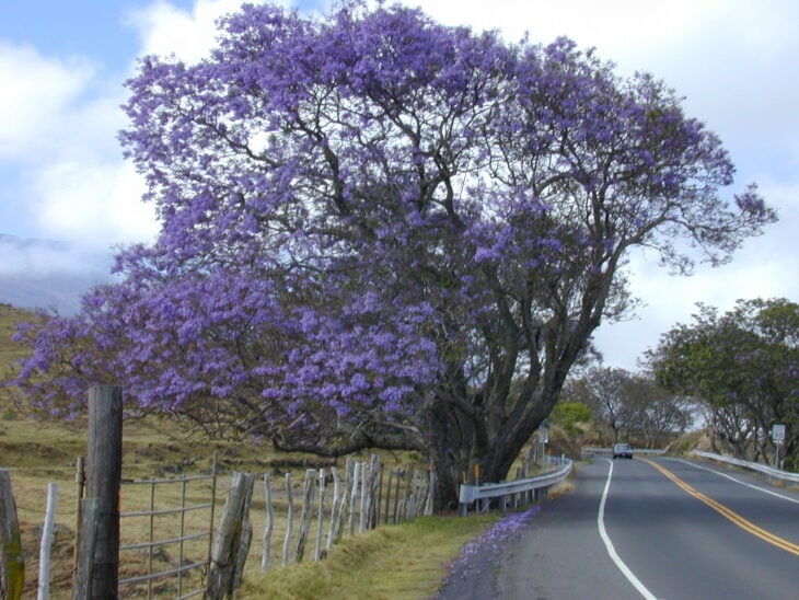 Jacaranda - Jacaranda mimosifolia