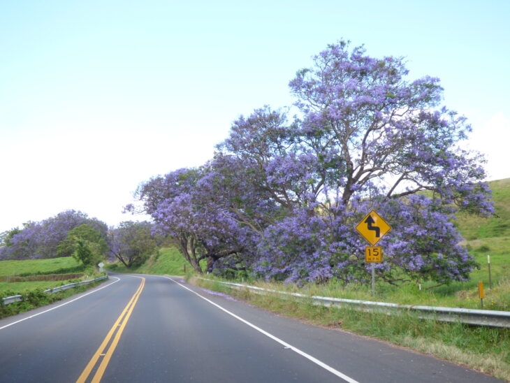 Jacaranda - Jacaranda mimosifolia