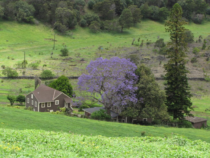 Jacaranda - Jacaranda mimosifolia