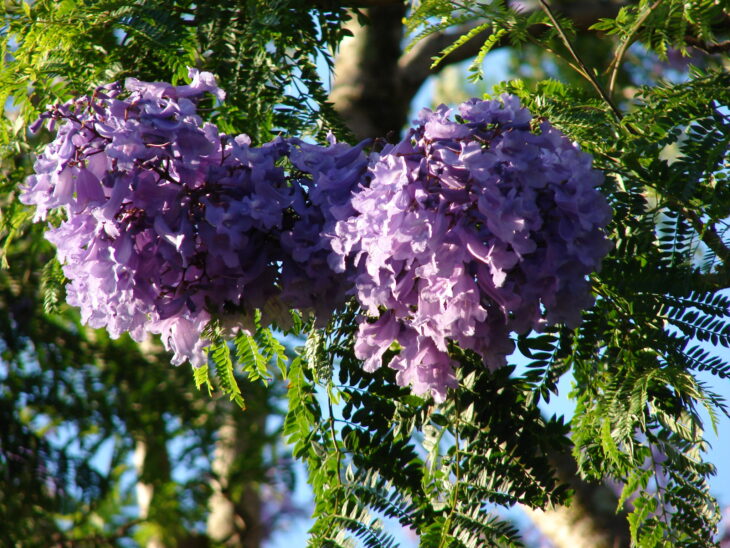 Jacaranda - Jacaranda mimosifolia